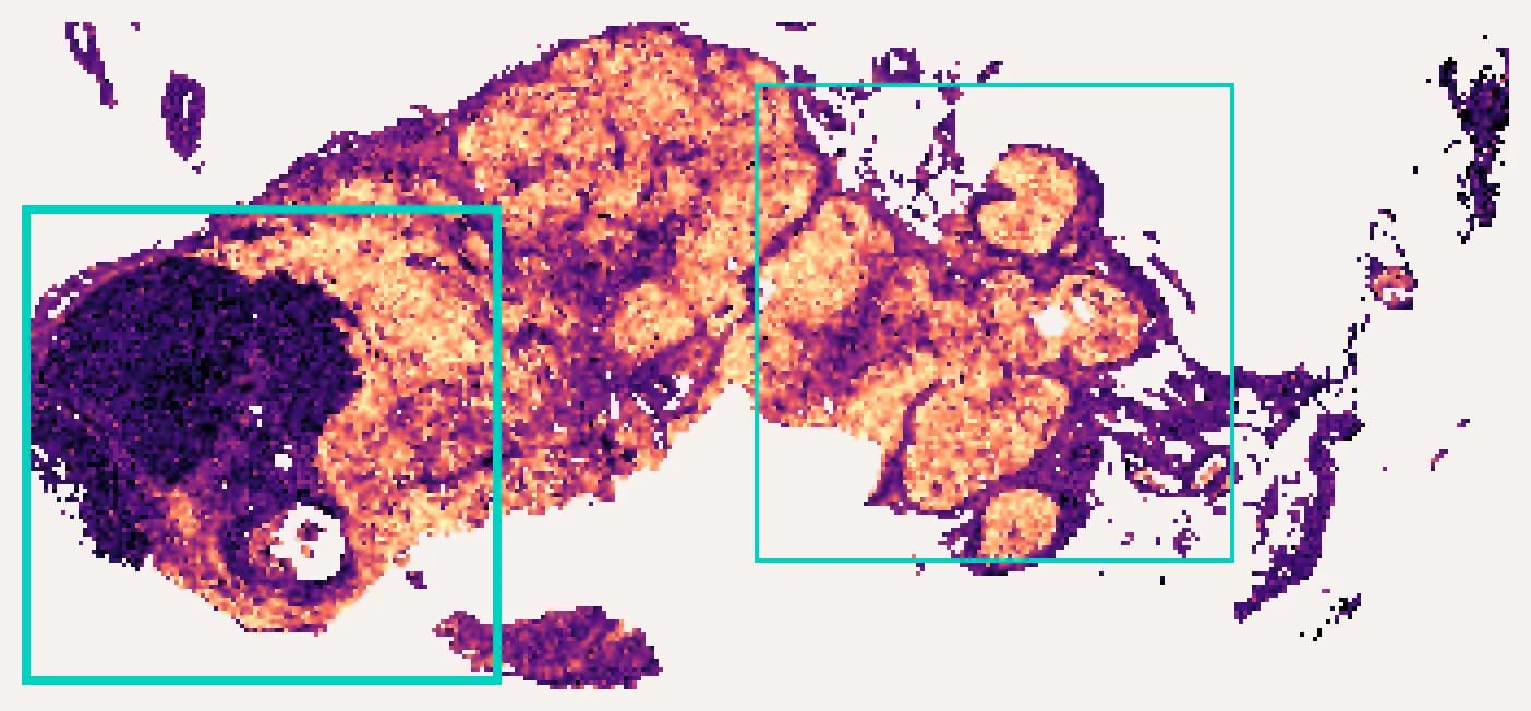 The predicted section with two squares of the same size outlined on it, one heavily and one lightly, marking two places the capture area could be put.